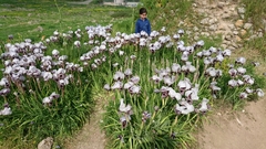 Iris hermona