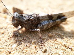 Oedipoda miniata