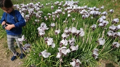 Iris hermona