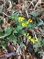 Chamaecytisus ratisbonensis
