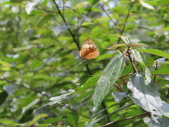 Cupha erymanthis erymanthis