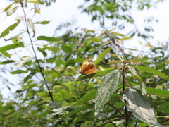 Cupha erymanthis erymanthis