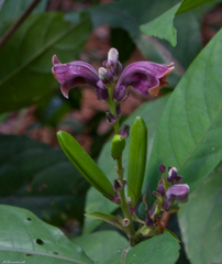 Phlogacanthus pulcherrimus