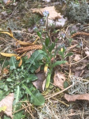 Myosotis ramosissima