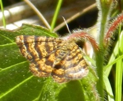 Epelis truncataria