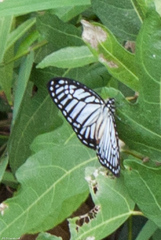Graphium xenocles