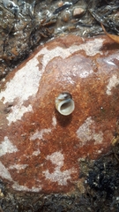 Lithoglyphus naticoides