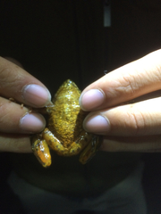 Glandirana emeljanovi