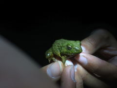 Glandirana emeljanovi