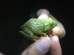 Glandirana emeljanovi