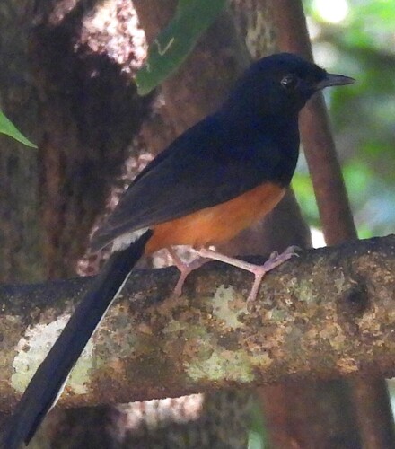 Sri Lanka Shama (Copsychus leggei), photo 2
