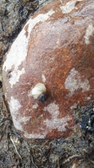 Lithoglyphus naticoides