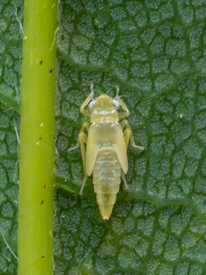 Alnetoidia alneti