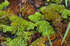 Salvinia cucullata