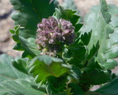 Phacelia integrifolia