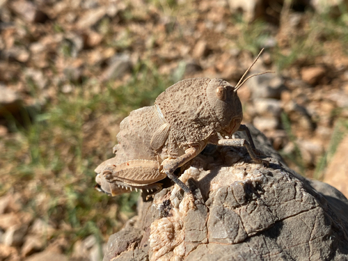 Eunapiodes granosus