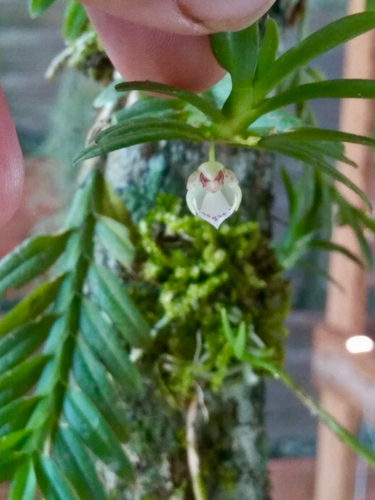 Dichaea ancoraelabia