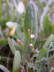 Polygonum bellardii
