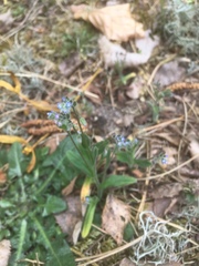 Myosotis ramosissima