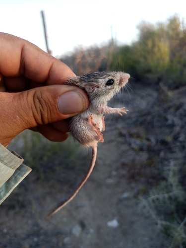 Spiny Pocket Mouse