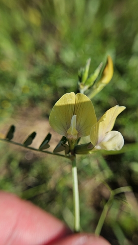 Vicia grandiflora, photograph 4