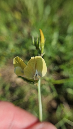 Vicia grandiflora, photograph 5