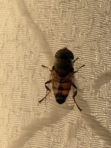 Stripe-eyed Lagoon Fly