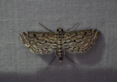 Parapoynx allionealis