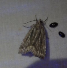 Cutina albopunctella