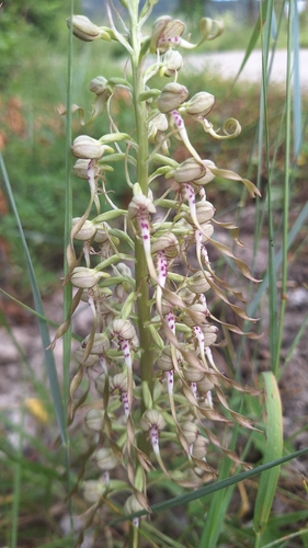 Lizard Orchid