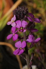 Erysimum linifolium