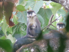 Cercopithecus ascanius