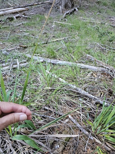 iNaturalist observation photo of grasses