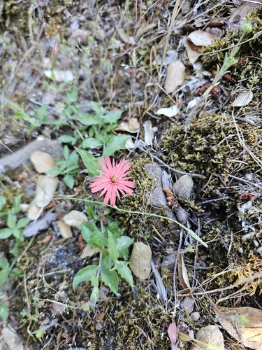 iNaturalist observation photo of cardinal catchfly