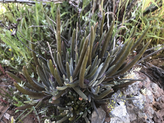 Dudleya attenuata orcuttii