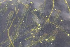 Lagarosiphon major
