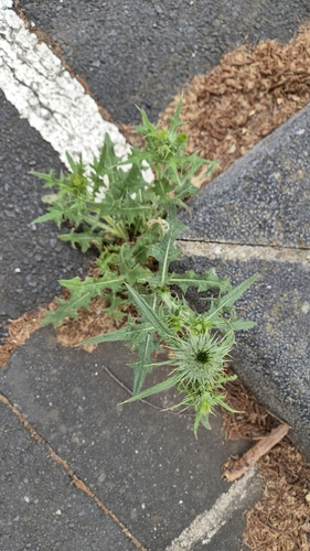 Bull Thistle