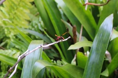 Rhynchium