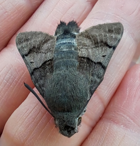 Eurasian Hummingbird Hawkmoth