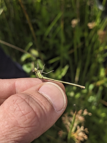 Blue-tailed Damselfly