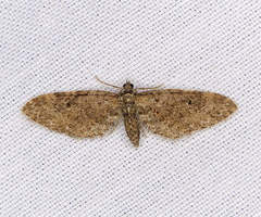 Eupithecia annulata