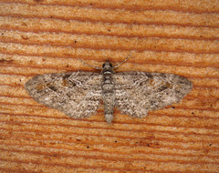Eupithecia graefii