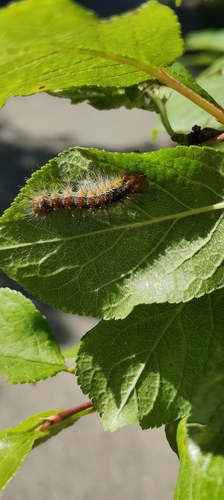 Spongy Moth