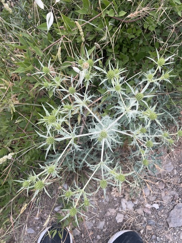 Field Eryngo