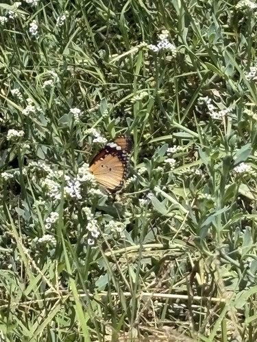 Plain Tiger Butterfly