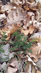 Pimpinella