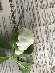 Exobasidium symploci