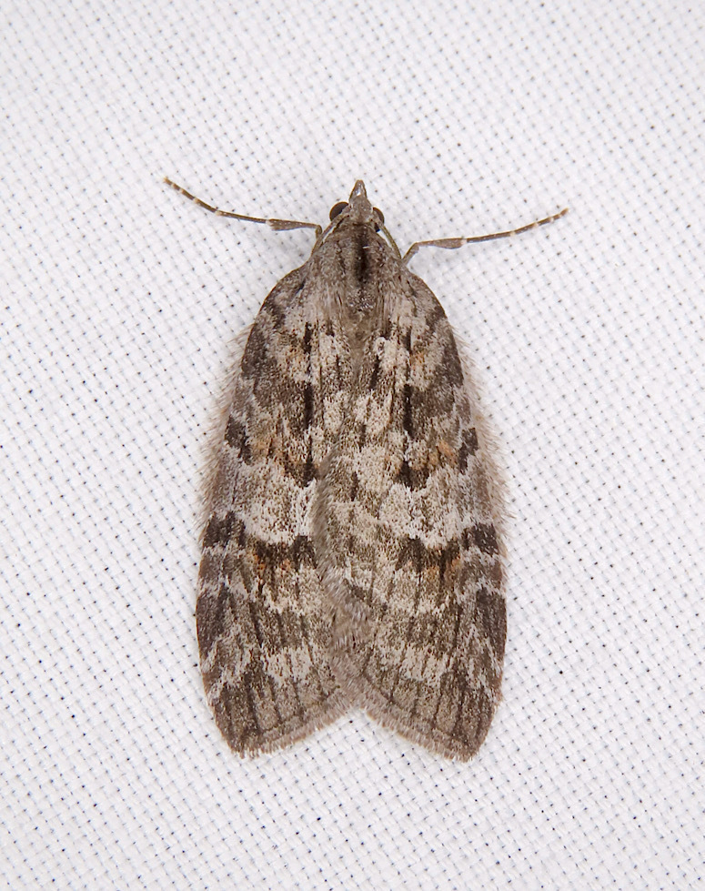 Oak Winter Highflyer and Allies