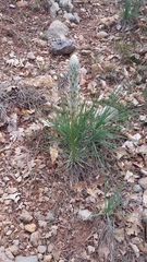 Asphodeline taurica