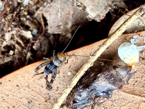Southern Ground Cricket photo 5